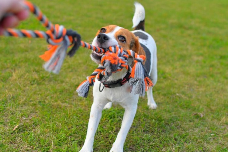 Why Dogs Love Squeaky Rope Toys | Pawsome Pals